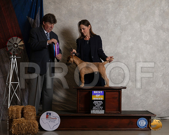 Border Terrier #7 Fri BOS OHBOB Judge Charles Olvis__SR_8237_Amrilo2019-HR3
