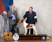 Brittany #5 Fri NCh BOW Judge Kenneth A Buxton