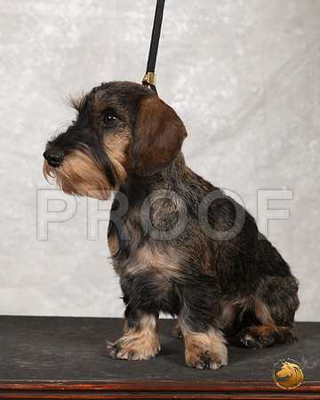 Dachshund Wire Kathy__SR_8243_Amrilo2019-HR3