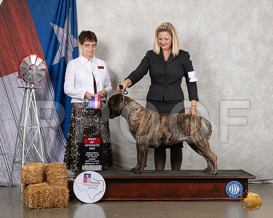 Mastiff #8 Fri BOS Judge Donna J Buxton__SR_8255_Amrilo2019-HR3
