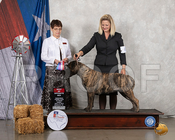 Mastiff #8 Fri BOS Judge Donna J Buxton__SR_8256_Amrilo2019-HR3