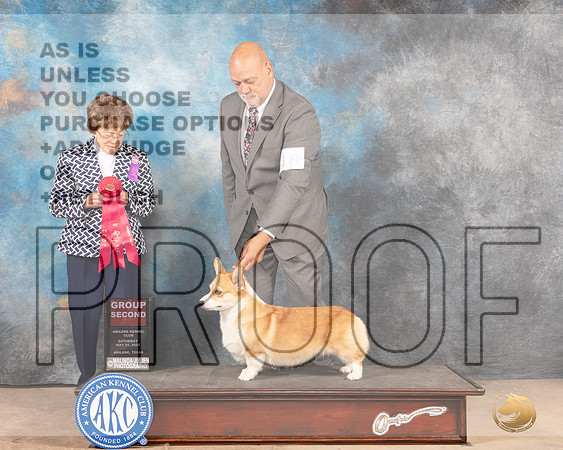 Pembroke Welsh Corgi #18 Sat G2 Judge Pat Trotter-MMJ_4168-Abilene2022-HR3