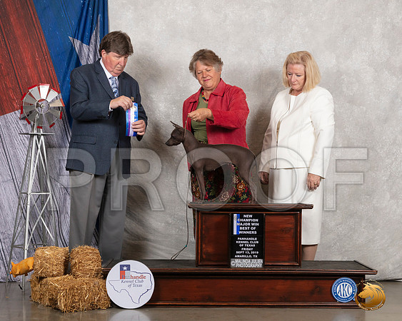American Hairless Terrier #16 Fri BOW Maj NCh Judge Charles Olvis__SR_8302_Amrilo2019-HR3