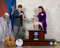 American Hairless Terrier #30 Fri BOB Judge Charles Olvis