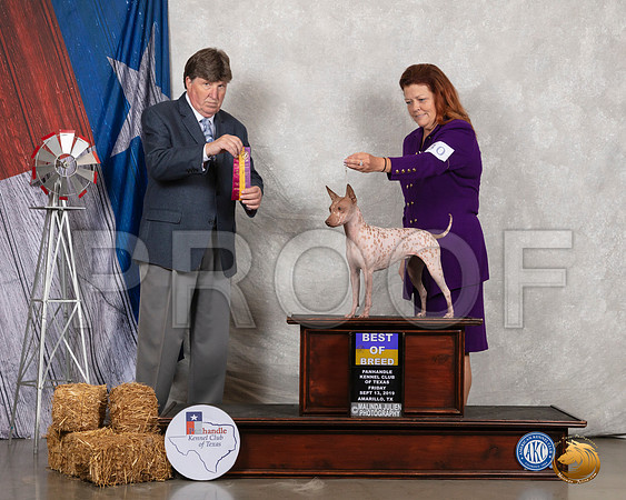 American Hairless Terrier #30 Fri BOB Judge Charles Olvis__SR_8292_Amrilo2019-HR3