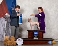 American Hairless Terrier #30 Fri G1  Judge Charles Olvis