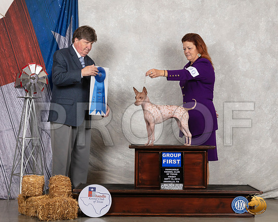American Hairless Terrier #30 Fri G1  Judge Charles Olvis__SR_8358_Amrilo2019-HR3