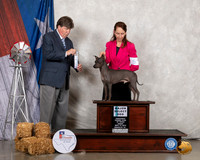 American Hairless Terrier #5 Fri SD Maj Judge Charles Olvis