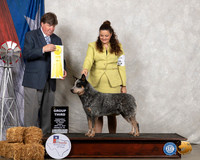 Australian Cattle Dog #5 Fri G3 Judge Charles Olvis