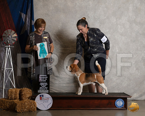Beagle 15 #9 Fri OHBIS Judge Nancy Liebes__SR_8445_Amrilo2019-HR3