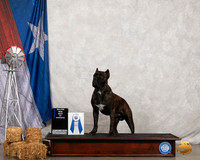 Cane Corso BOW
