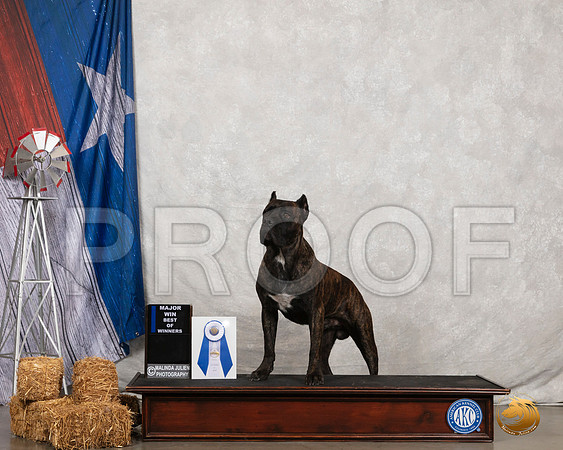 Cane Corso BOW__SR_8351_Amrilo2019-HR3