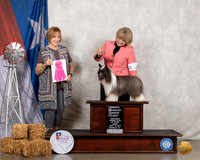 Chinese Crested #11 Fri OHG1 Judge Nancy Liebes