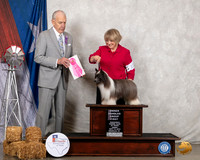 Chinese Crested #11 Fri OHG1 Judge Robert Hutton