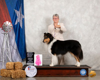 Collie Rough #5 Fri OHG1