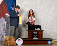 Dachshund Smooth #5 Fri G3  Judge Charles Olvis