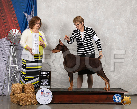 Doberman Pinscher #6 Fri G4 Judge Elizabeth Muthard__SR_8315_Amrilo2019-HR3