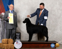 Flat Coated Retriever Fri G3 Judge Kenneth Buxton