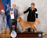 Golden Retriever #9 Fri G2 Judge Kenneth Buxton