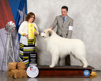 Great Pyrenees #7 Fri G3 Judge Elizabeth Muthard