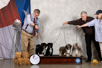 Havanese Family