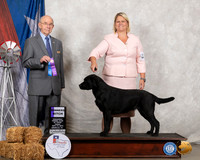 Labrador Retriever #26 Fri WB Judge Kenneth Buxton