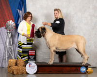 Mastiff #14 Fri G2 Judge Elizabeth Muthard