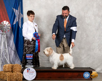 PBGV #6 Fri RBIS Judge Donna Buxton