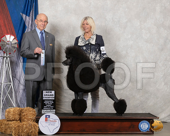 Poodle Std #16 Fri GrCh SD Judge Kenneth Buxton__SR_8386_Amrilo2019-HR3