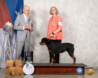 Rottweiler #6 Fri PBOS Judge Robert Hutton