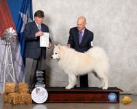 Samoyed #5 Fri OHG4 Judge Charles Olvis