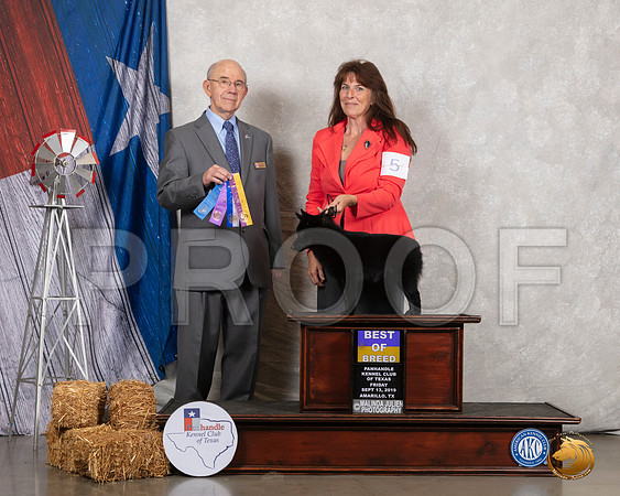 Schipperke #5 Fri BOB Judge Kenneth A Buxton__SR_8277_Amrilo2019-HR3