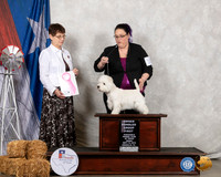 West Highland White Terrier #10 Fri OHG1 Judge Donna Buxton