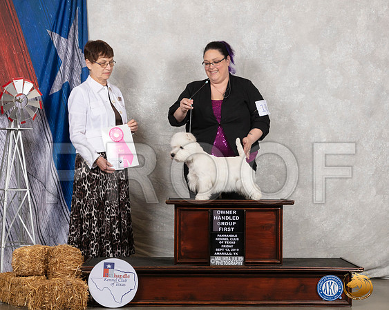 West Highland White Terrier #10 Fri OHG1 Judge Donna Buxton__SR_8377_Amrilo2019-HR3