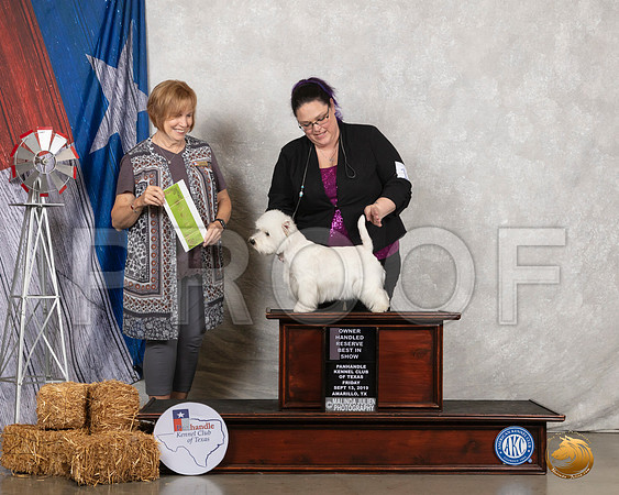 West Highland White Terrier #10 Fri RBIS Judge Nancy Liebes__SR_8455_Amrilo2019-HR3