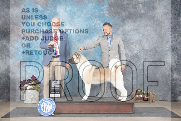 Akita #8 BOSM Judge Eric Liebes__JP_7718_Belton_2024_HR3