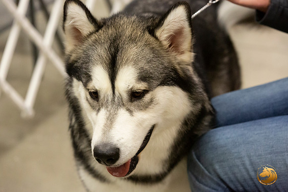 Alaskan Malamutes Fri Ring _0O0A0220_Amrilo2019-HR3