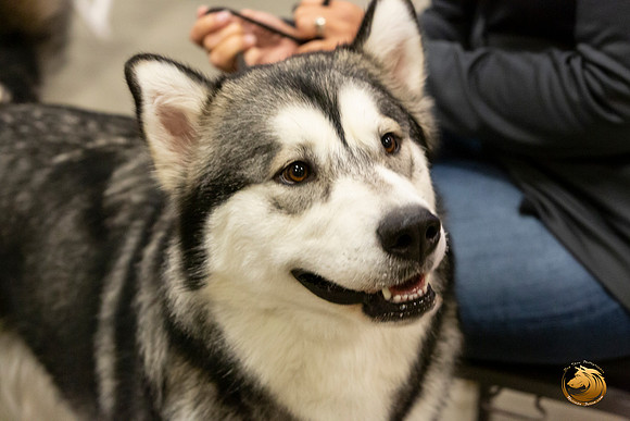 Alaskan Malamutes Fri Ring _0O0A0222_Amrilo2019-HR3