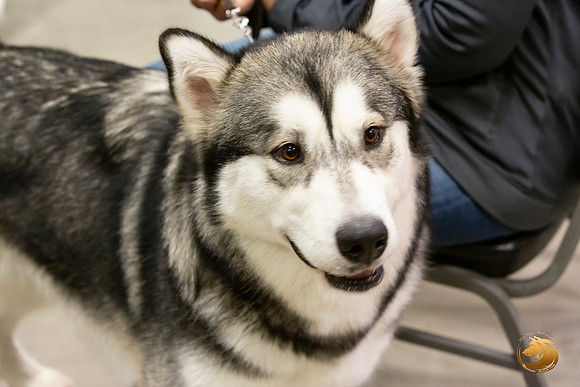 Alaskan Malamutes Fri Ring _0O0A0225_Amrilo2019-HR3