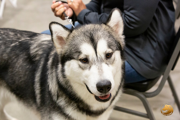 Alaskan Malamutes Fri Ring _0O0A0226_Amrilo2019-HR3