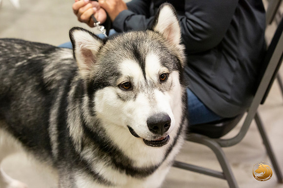 Alaskan Malamutes Fri Ring _0O0A0227_Amrilo2019-HR3