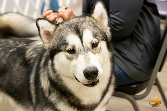 Alaskan Malamutes Fri Ring _0O0A0228_Amrilo2019-HR3