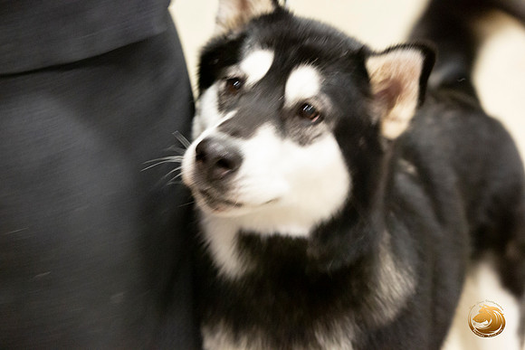 Alaskan Malamutes Fri Ring _0O0A0231_Amrilo2019-HR3