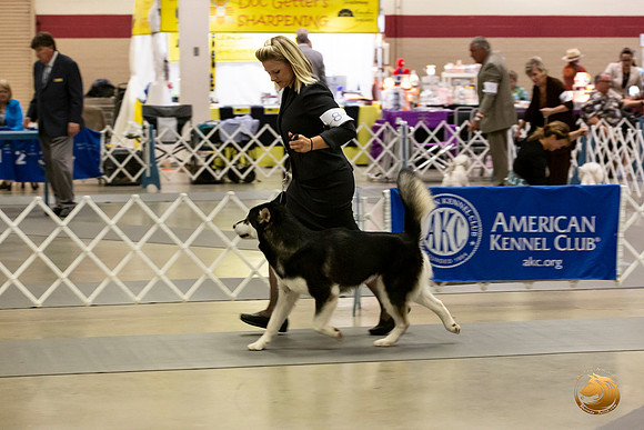 Alaskan Malamutes Fri Ring _0O0A0235_Amrilo2019-HR3