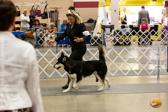 Alaskan Malamutes Fri Ring _0O0A0238_Amrilo2019-HR3