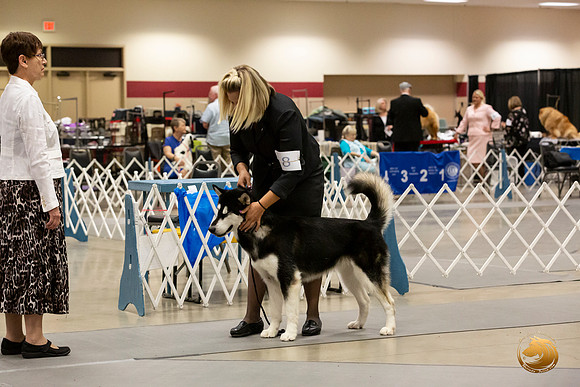 Alaskan Malamutes Fri Ring _0O0A0242_Amrilo2019-HR3