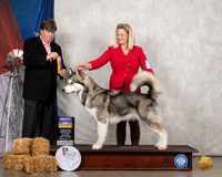 Alaskan Malamute #6 Sat BOB Judge Charles Olvis