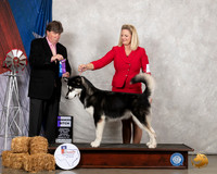 Alaskan Malamute #8 Sat WB Judge Charles Olvis