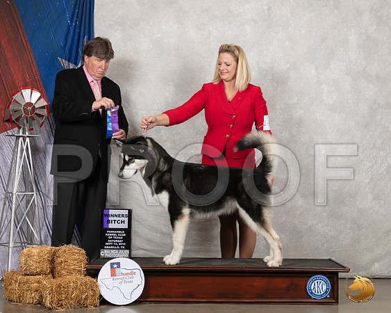 Alaskan Malamute #8 Sat WB Judge Charles Olvis__SR_8573_Amrilo2019-HR3
