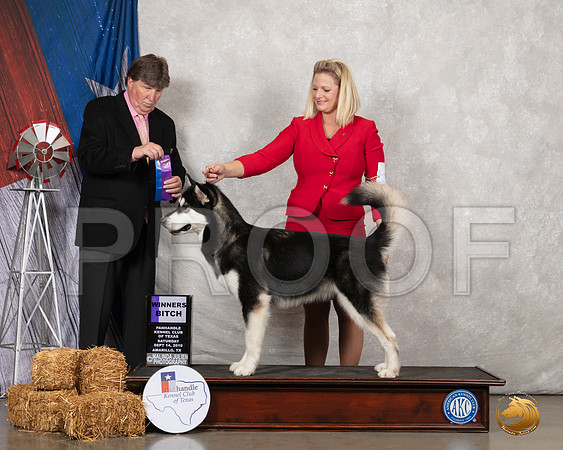 Alaskan Malamute #8 Sat WB Judge Charles Olvis__SR_8576_Amrilo2019-HR3